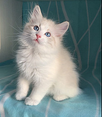 Невские маскарадные сибирские котята - фото 4