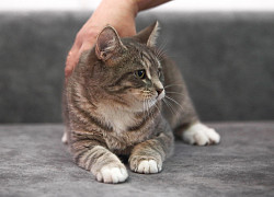 Котята в добрые руки заведите себе друга - фото 4