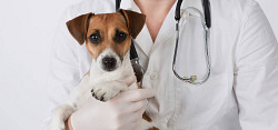 Ветеринарная помощь собакам. Вет помощь собаке на дому