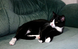 Котик Томас очень ждет своего человека в приюте - фото 6