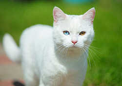 Красивый белоснежный котик ищет дом - фото 3