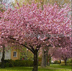 Сакура (вишня японская декоративная) в горшках для посадки