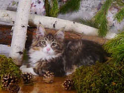Котята породы норвежская лесная - фото 3