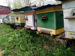 Пчёлы и улья - фото 3