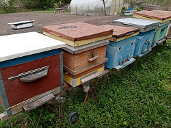 Пчёлы и улья - фото 1