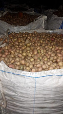 Продам картофель на корм животным или переработку - фото 1