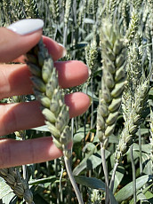Семена пшеницы озимой купить Агрофак100 Алексеич Ахмат