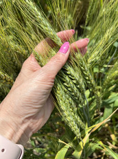 Семена озимой пшеницы донской селекции - фото 3