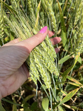 Семена озимой пшеницы краснодарской селекции - фото 3
