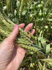Семена озимой пшеницы краснодарской селекции - фото 5