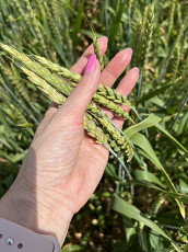 Семена озимой пшеницы краснодарской селекции - фото 4