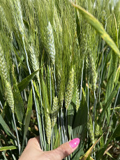Семена озимой пшеницы зерноградской селекции - фото 3