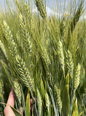 Семена озимой пшеницы зерноградской селекции