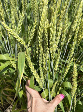 Семена озимой пшеницы краснодарской селекции - фото 3