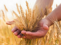 Продаем семена озимой пшеницы, семена трав, травосмеси, СЗР - фото 1