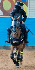 Вакансия: Полицейский в конную полицию - фото 1