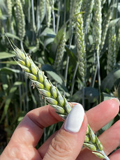 Семена пшеницы озимой купить Акапелла Арсенал Армада Бумба - фото 1