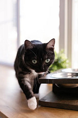 Кормушка, подставка для мисок для кошек и собак малых пород - фото 4