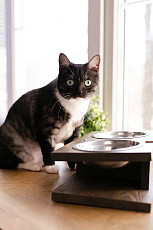 Кормушка, подставка для мисок для кошек и собак малых пород - фото 5