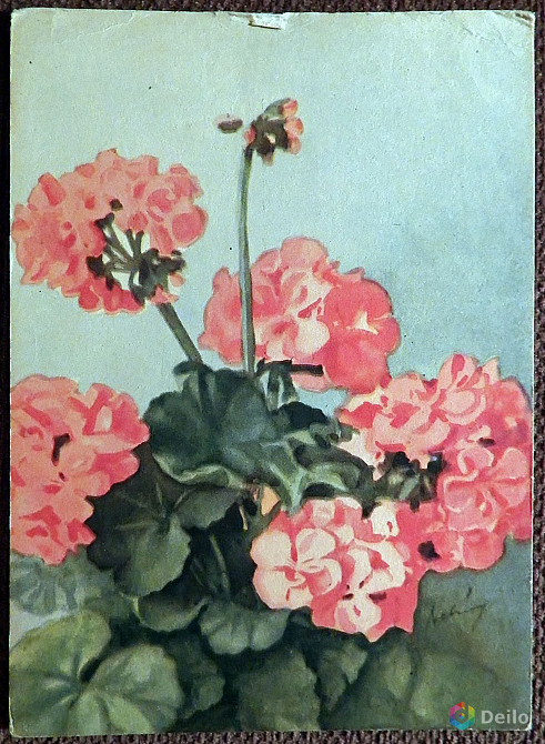 Открытка "Герань". Польша. 1950 - е гг