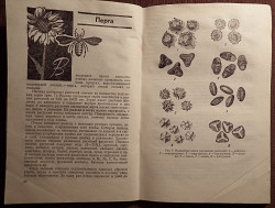 Книга. К. Кузьмина "Лечение пчелиным медом и ядом". 1973 год - фото 4