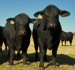 Коровы элитной породы абердино ангузкая - фото 3