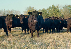 Коровы элитной породы абердино ангузкая