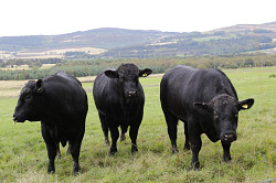 Коровы элитной породы абердино ангузкая - фото 4