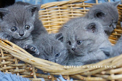 Голубые британские котята от заводчика - фото 4