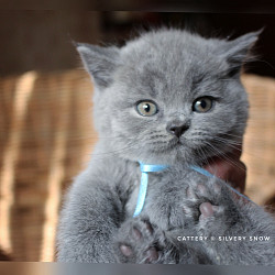 Голубые британские котята от заводчика - фото 3