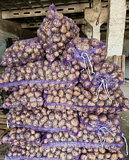 11 сортов картофеля от одного поставщика оптом