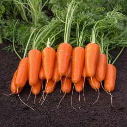 Свежий картофель, морковь, капуста и свекла весной на Алтае