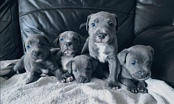 Staffordshire Territory-puppy's.WhatsApp Me: +44 7453 907158 - фото 3