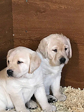 Labrador Retriever.WhatsApp Me: +44 7453 907158 - фото 3