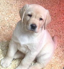 Labrador Retriever.WhatsApp Me: +44 7453 907158 - фото 4