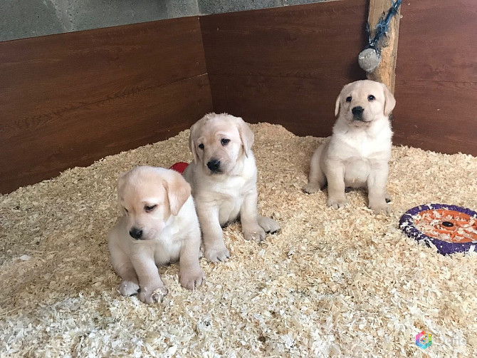 Labrador Retriever.WhatsApp Me: +44 7453 907158