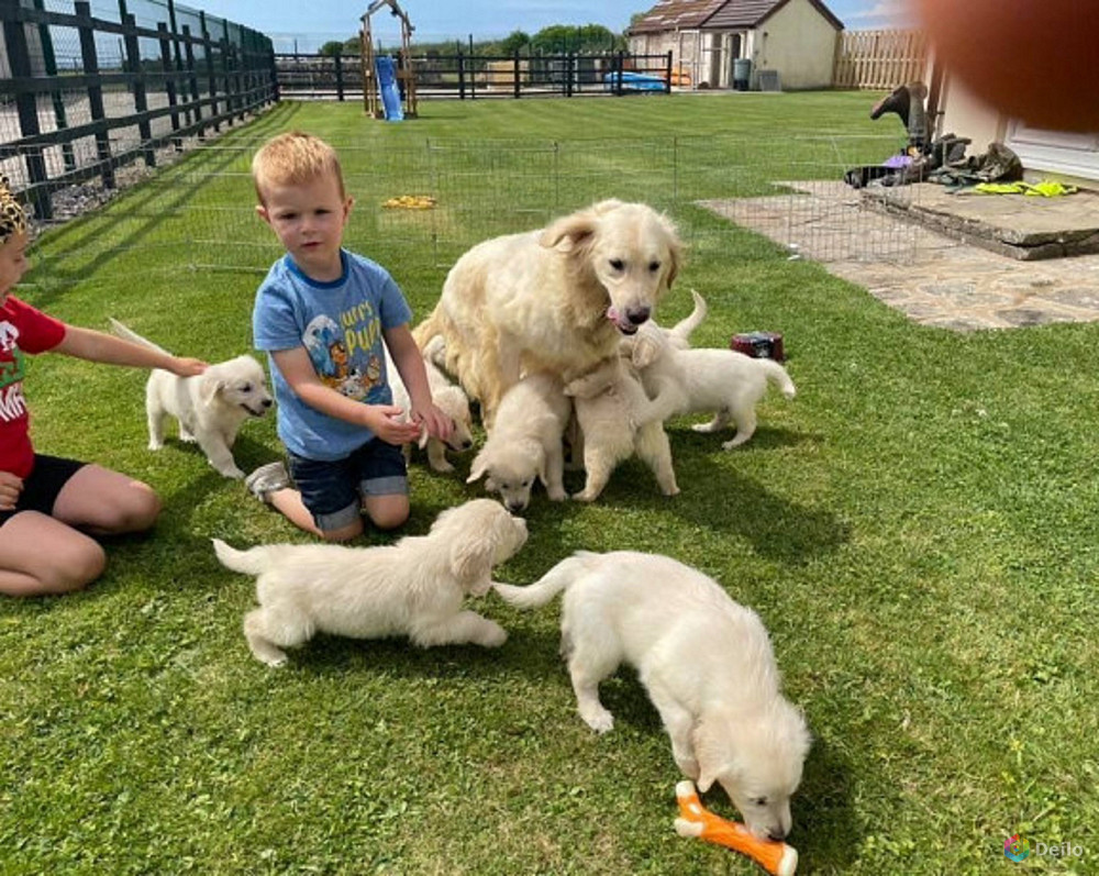 Golden Retriever.WhatsApp Me: +44 7453 907158